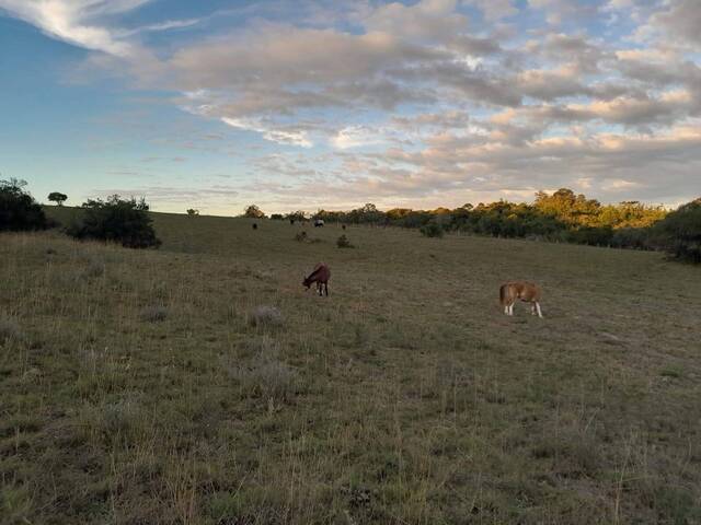 Chácara para Venda em Guaíba - 5